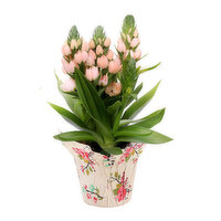 4" Pink Star with Floral Pot Cover, 1 Each