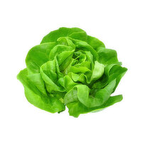 Lettuce, Local Buttter Hydroponic H-1, 0.4 Pound