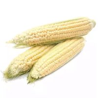 White Corn