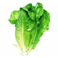 Romaine Lettuce, 1 Pound