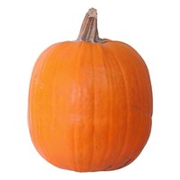 Large Halloween Pumpkin, 20 Pound