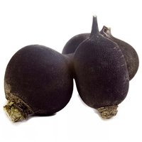 Black Radish, 3 Pound