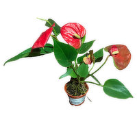 2" Anthurium, 1 Each