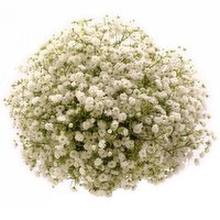 Baby's Breath, 5-Stem, 1 Each