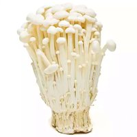 Mushroom, Enoki, 7.05 Each