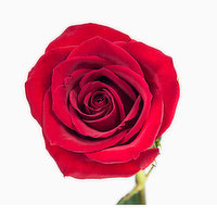 Single Rose Cb 50 Cm, 1 Each