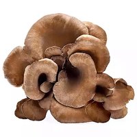 Organic Maitake Mushrooms