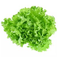 Organic Green Leaf Lettuce, 1 Each