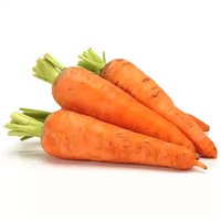 Organic Carrots with Tops, 1 Pound