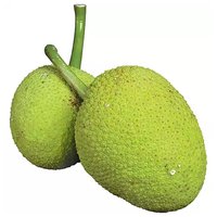 Organic Breadfruit, Local, 4 Pound