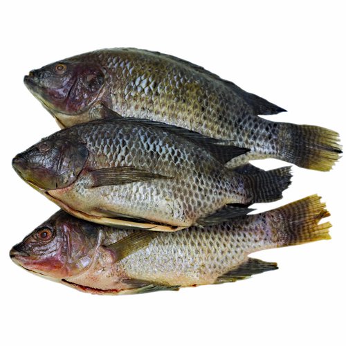 Whole Tilapia