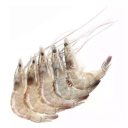 Kauai Shrimp, Head On, 13/15 Count