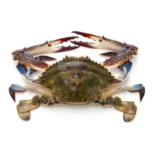 Whole Blue Crab Med