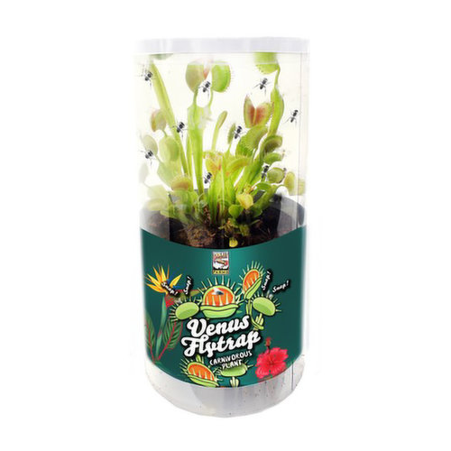 3" Venus Flytrap