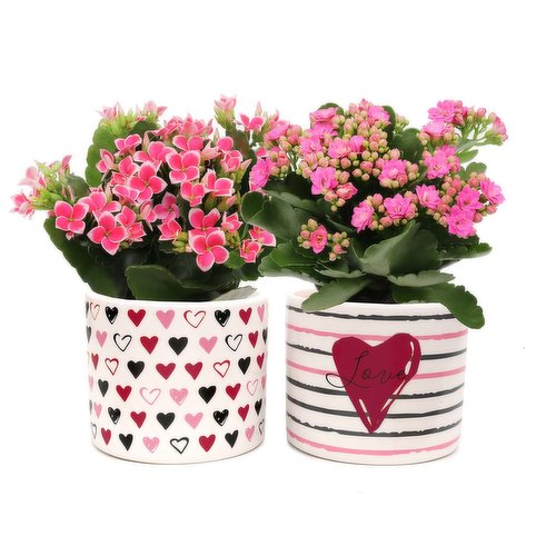 4" Graphic Heart Ceramic Pot Calandiva