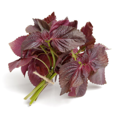 Metro Grow Red Shiso