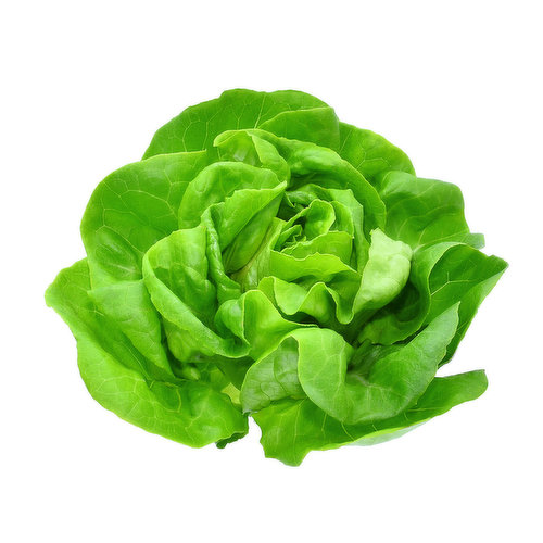 Local Hydroponically Grown Butter Lettuce