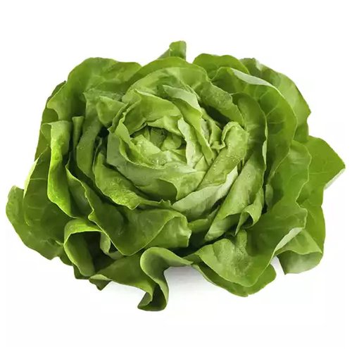 Kunia Butter Lettuce