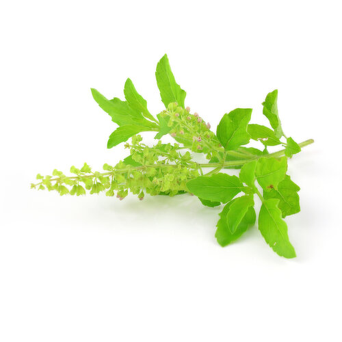 Basil, Local Tulsi