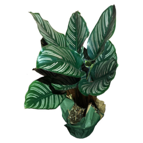 6" Calathea Makoyana