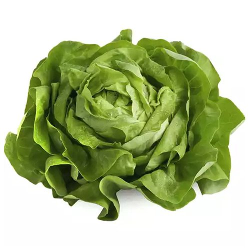 Waipoligreens Butter Lettuce