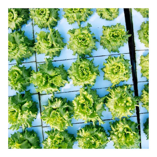 Green Leaf Lettuce