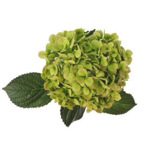 Kiwi Hydrangea, Single Stem