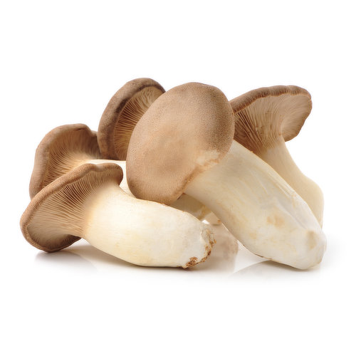Mushroom, Oyster King