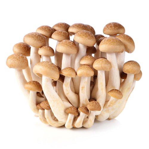 Organic Shimeji Mushrooms