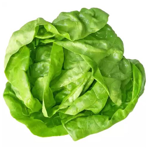 Organic Butter Lettuce