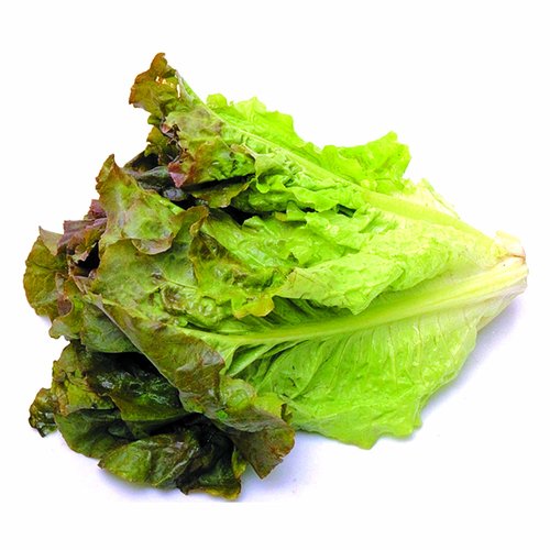 Organic Red Leaf Lettuce