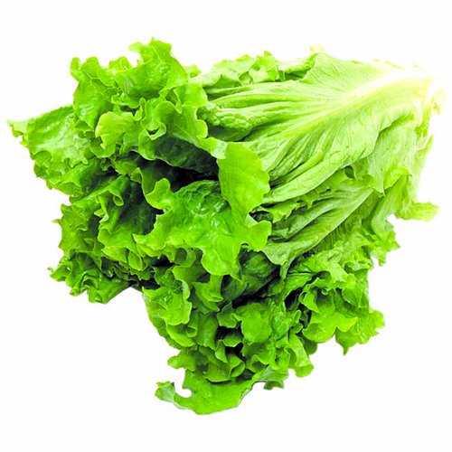 Lettuce, Kozen Organic Green Leaf