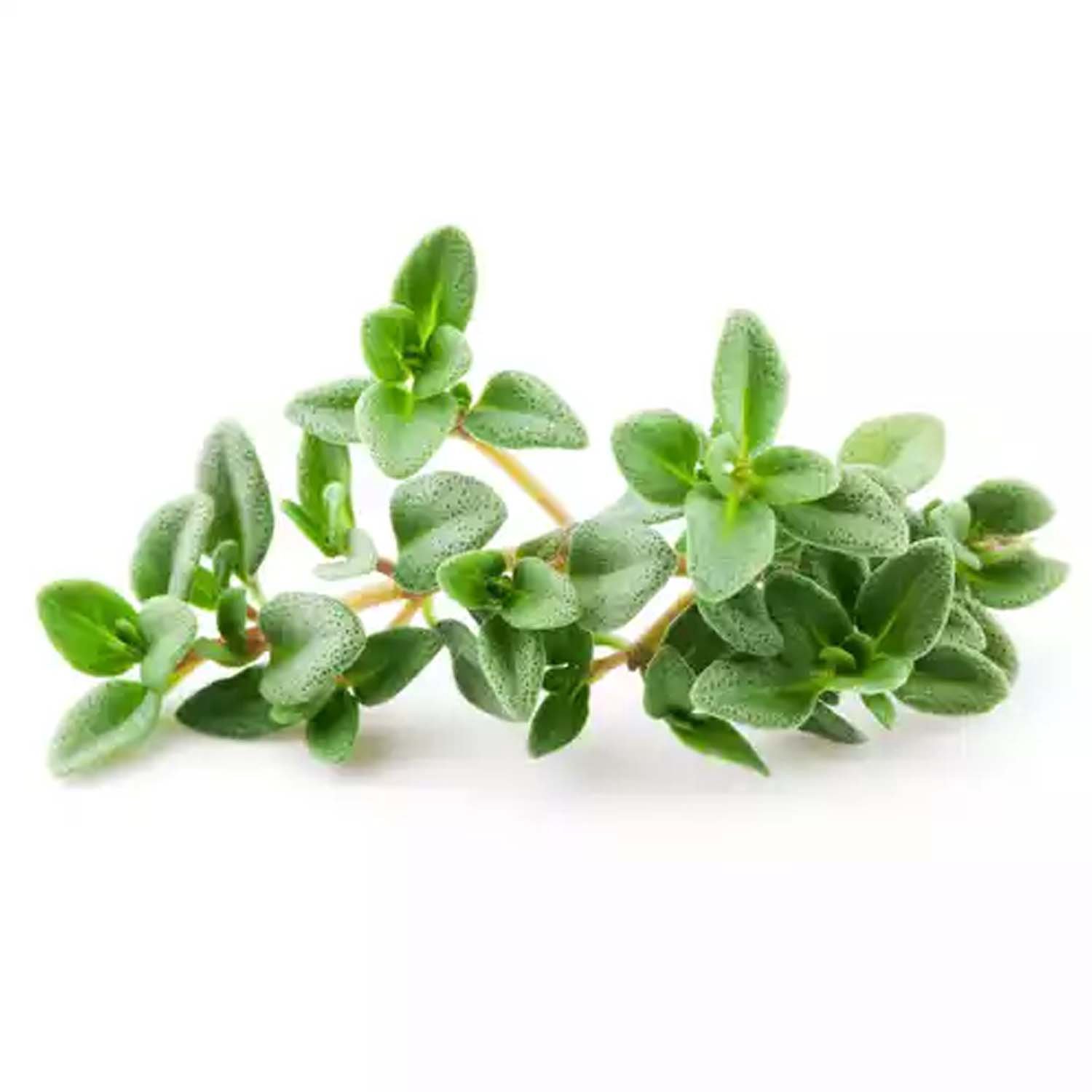 thyme herb