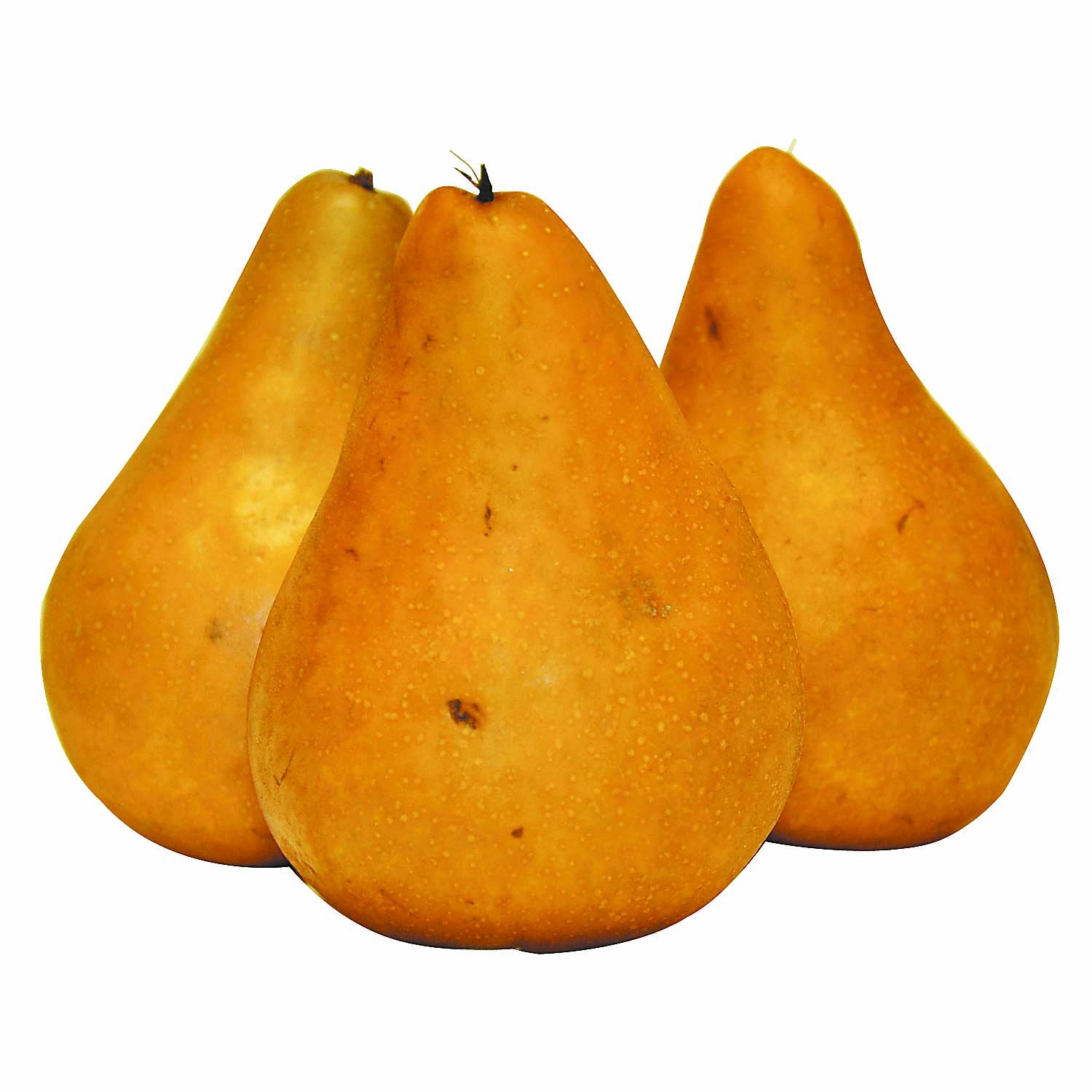 Bosc Pear