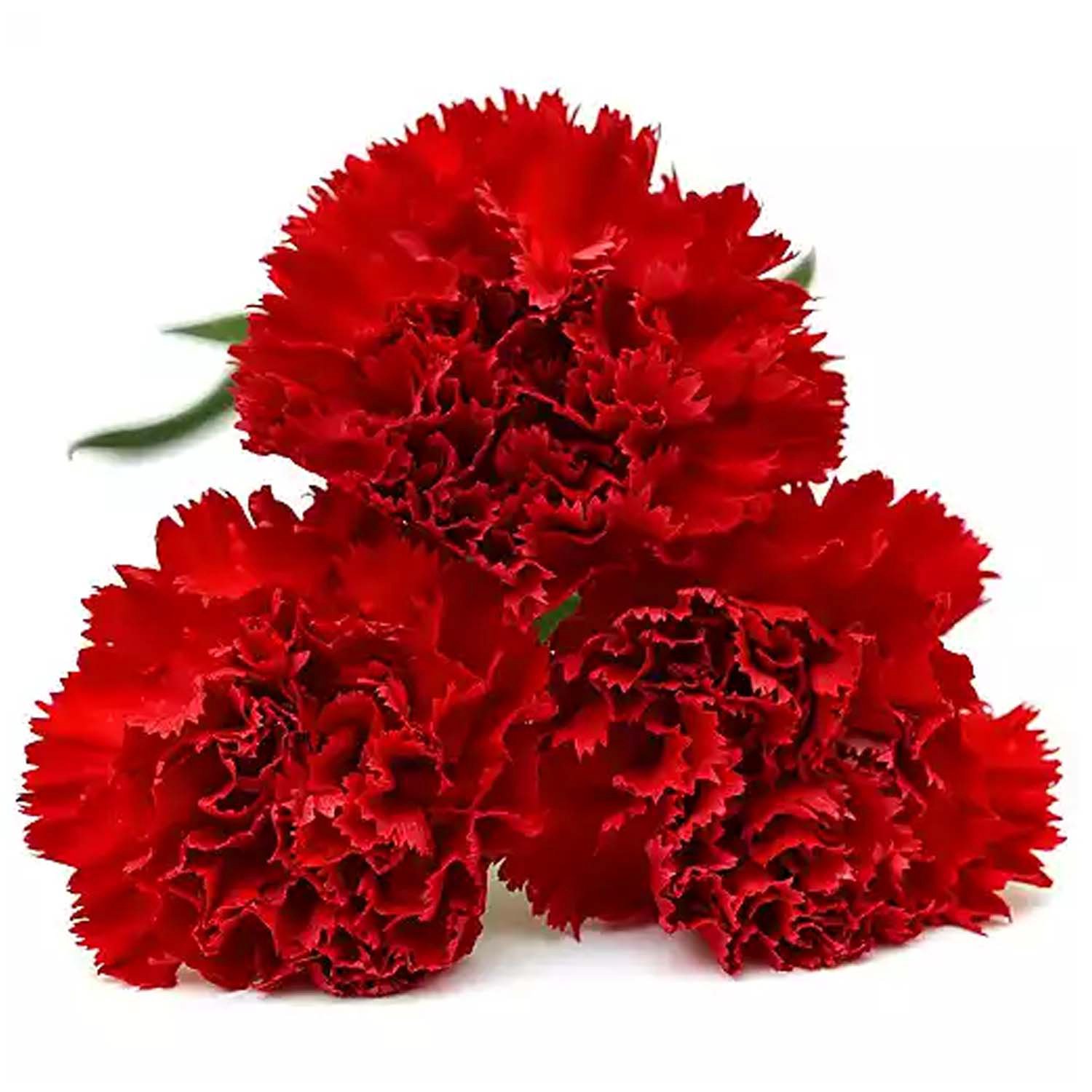 Carnation – Gourmet Sweet Botanicals