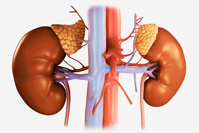 Chronic Kidney Disease