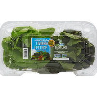 Living Butter Lettuce 2 Pack