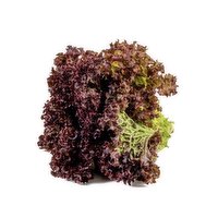  Lettuce Red Leaf, 1 Each