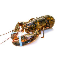  Fresh Live Lobster, 1 Pound