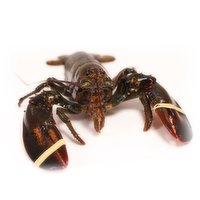  Fresh Live Lobster, 1 Pound