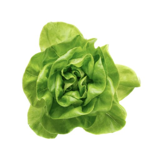  Boston Lettuce