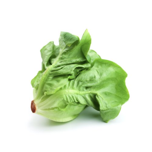  Boston Lettuce