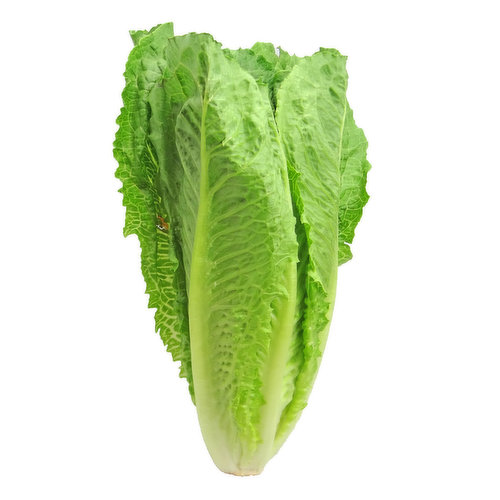  Organic Romaine Lettuce