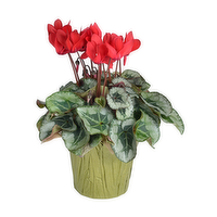 Bachman's Cyclamen Blooming Plant, Assorted Colors, 4-inch, 1 Each