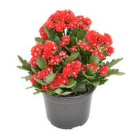 Bachman's Kalanchoe Blooming Plant, Assorted Colors, 4-inch, 1 Each