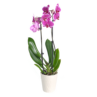 Bachman's Phalaenopsis Orchid, 5-inch, 1 Each