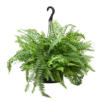 Bachman's Boston Fern Hanging Basket, 10-inch, 1 Each