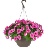 Bachman's Calibrachoa Hanging Basket, 10-inch, 1 Each