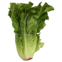 Red Romaine Lettuce Head, 1 Each