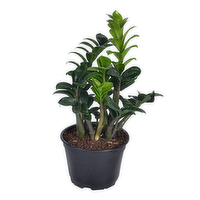 Bachman's ZZ Plant, 6-inch, 1 Each